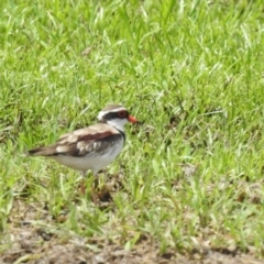 Charadrius melanops (Black-fronted Dotterel) at Ingham, QLD - 17 Feb 2022 by HelenCross