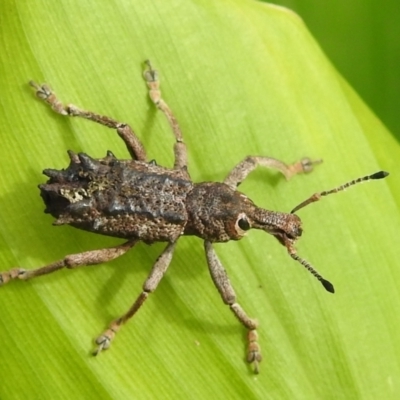 Unverified Weevil (Curculionoidea) at  - suppressed by HelenCross