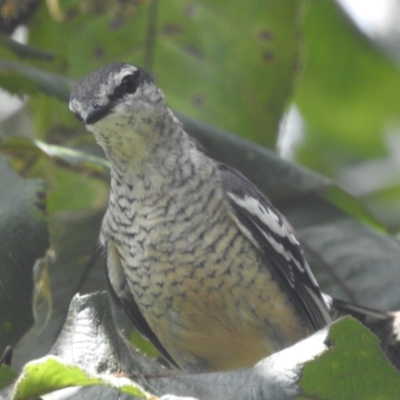 Lalage leucomela (Varied Triller) at Danbulla, QLD - 18 Feb 2022 by HelenCross