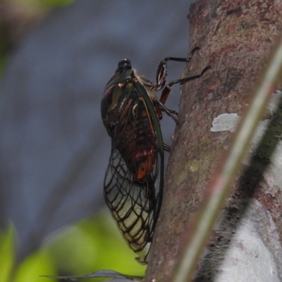 Psaltoda magnifica (Green Baron) at Danbulla, QLD - 18 Feb 2022 by HelenCross