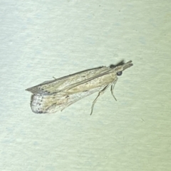 Faveria tritalis (Couchgrass Webworm) at Jerrabomberra, NSW - 23 Feb 2022 by SteveBorkowskis