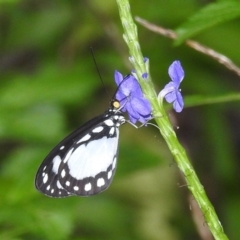 Tellervo zoilus (Hamadryad) at Danbulla, QLD - 18 Feb 2022 by HelenCross