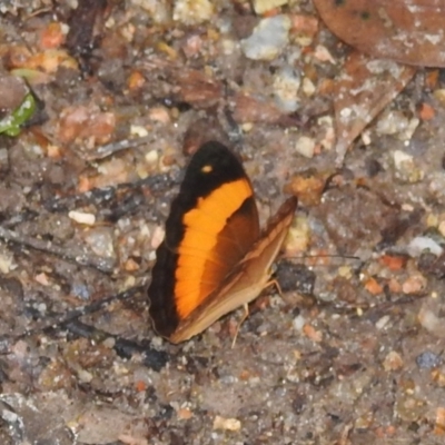 Cupha prosope (Bordered Rustic) at Danbulla, QLD - 18 Feb 2022 by HelenCross