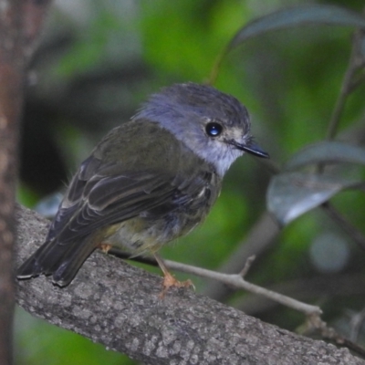 Eopsaltria capito (Pale-yellow Robin) at Danbulla, QLD - 18 Feb 2022 by HelenCross