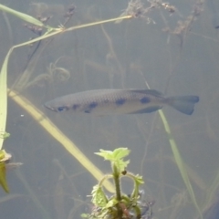 Toxotes chatareus (Sevenspot Archerfish) at Danbulla, QLD - 18 Feb 2022 by HelenCross