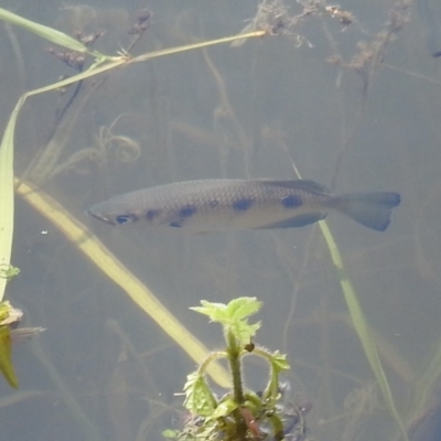 Toxotes chatareus (Sevenspot Archerfish) at Danbulla, QLD - 18 Feb 2022 by HelenCross