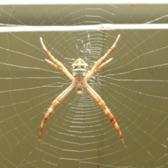 Unidentified Orb-weaving spider (several families) at Danbulla, QLD - 18 Feb 2022 by HelenCross