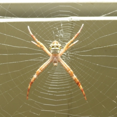 Argiope (genus) (A St. Andrew's cross spider) at Danbulla, QLD - 18 Feb 2022 by HelenCross