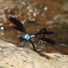 Diphlebia euphoeoides (Tropical Rockmaster) at Danbulla, QLD - 18 Feb 2022 by HelenCross