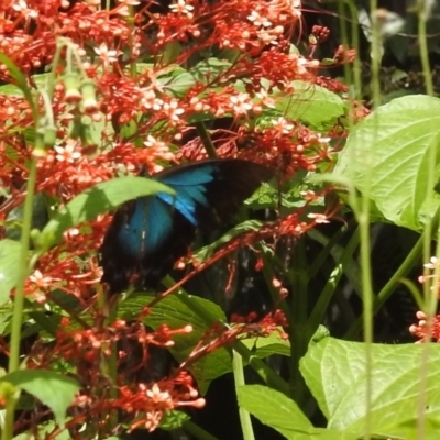 Papilio ulysses (Ulysses Butterfly) at Lake Barrine, QLD - 18 Feb 2022 by HelenCross