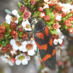 Castiarina helmsi at Crackenback, NSW - 19 Feb 2022 05:53 PM