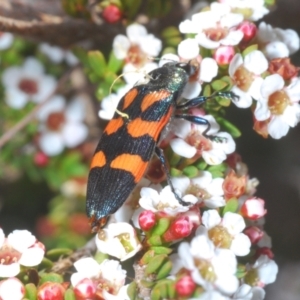 Castiarina helmsi at Crackenback, NSW - 19 Feb 2022 05:53 PM