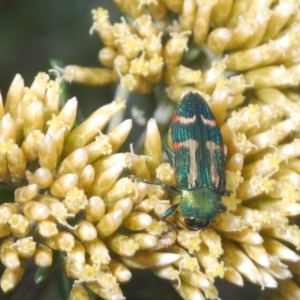 Castiarina flavoviridis at Perisher Valley, NSW - 20 Feb 2022 10:50 AM