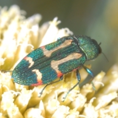 Castiarina flavoviridis at Perisher Valley, NSW - 20 Feb 2022