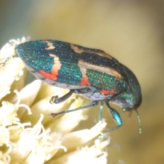 Castiarina flavoviridis at Perisher Valley, NSW - 20 Feb 2022 10:50 AM