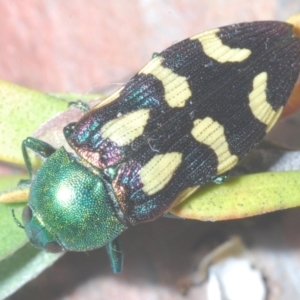 Castiarina flavopurpurea at Nimmo, NSW - 20 Feb 2022 03:47 PM