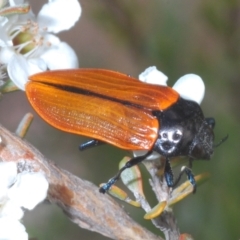 Castiarina rufipennis (Jewel beetle) at Kosciuszko National Park - 20 Feb 2022 by Harrisi
