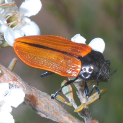 Castiarina rufipennis (Jewel beetle) at Kosciuszko National Park - 20 Feb 2022 by Harrisi