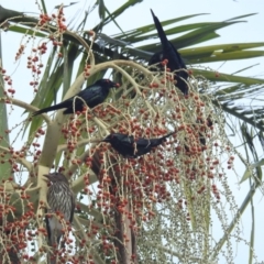 Aplonis metallica (Metallic Starling) at Tully, QLD - 20 Feb 2022 by HelenCross