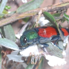 Castiarina deyrollei (A jewel beetle) at Kosciuszko National Park - 20 Feb 2022 by Harrisi