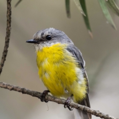 Eopsaltria australis (Eastern Yellow Robin) at ANBG - 16 Feb 2022 by MarkT