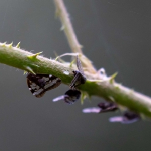 Scolypopa australis at Acton, ACT - 17 Feb 2022 09:45 AM