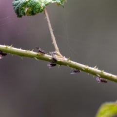 Scolypopa australis at Acton, ACT - 17 Feb 2022