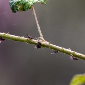 Scolypopa australis at Acton, ACT - 17 Feb 2022