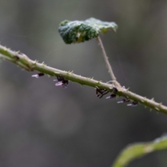 Scolypopa australis at Acton, ACT - 17 Feb 2022