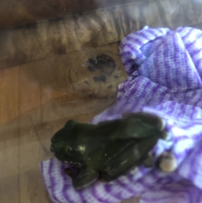 Unidentified Frog at Carwoola, NSW - 23 Feb 2022 by TBooth