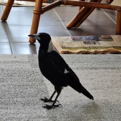 Gymnorhina tibicen (Australian Magpie) at Isaacs, ACT - 23 Feb 2022 by Mike