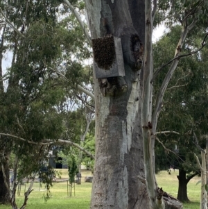 Apis mellifera at Wanniassa, ACT - 24 Feb 2022