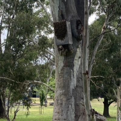 Apis mellifera (European honey bee) at Wanniassa Hills Open Space - 24 Feb 2022 by jksmits