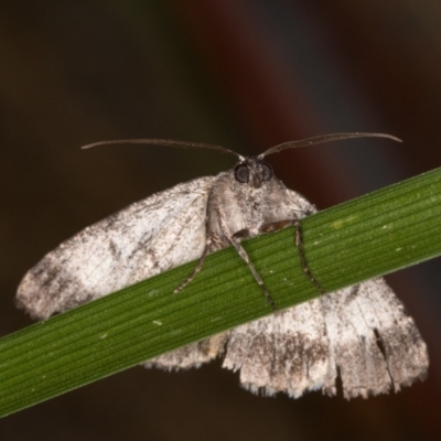 Dysbatus singularis (Dry-country Line-moth) at Melba, ACT - 30 Dec 2021 by kasiaaus