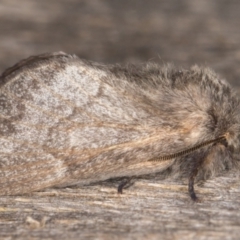 Pernattia pusilla (She-Oak Moth) at Melba, ACT - 30 Dec 2021 by kasiaaus