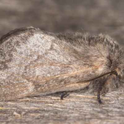Pernattia pusilla (She-Oak Moth) at Melba, ACT - 30 Dec 2021 by kasiaaus