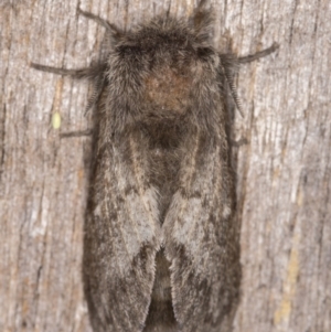 Pernattia pusilla at Melba, ACT - 30 Dec 2021 11:54 PM