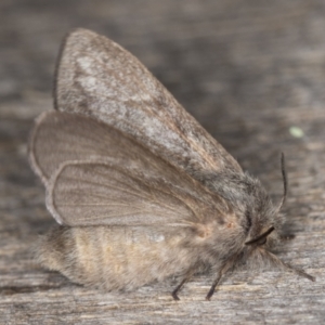 Pernattia pusilla at Melba, ACT - 30 Dec 2021