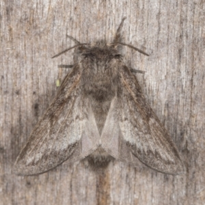 Pernattia pusilla at Melba, ACT - 30 Dec 2021 11:54 PM