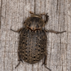 Omorgus sp. (Hide beetle) at Melba, ACT - 30 Dec 2021 by kasiaaus