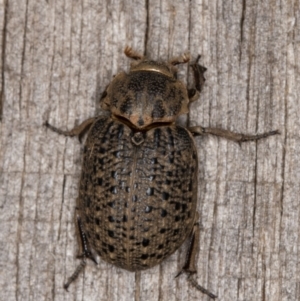 Omorgus sp. at Melba, ACT - 30 Dec 2021 11:02 PM