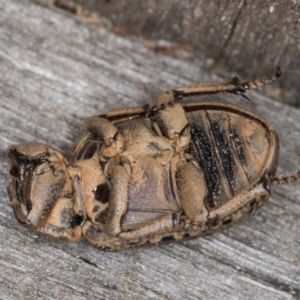 Omorgus sp. at Melba, ACT - 30 Dec 2021