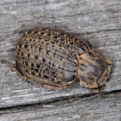 Omorgus sp. at Melba, ACT - 30 Dec 2021