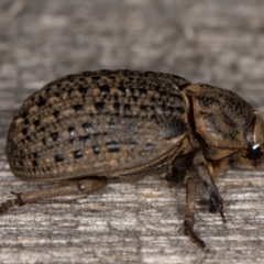 Omorgus sp. at Melba, ACT - 30 Dec 2021 11:02 PM