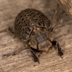 Omorgus sp. at Melba, ACT - 30 Dec 2021 11:02 PM