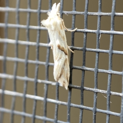 Heliocosma argyroleuca (A tortrix or leafroller moth) at Jerrabomberra, NSW - 24 Feb 2022 by Steve_Bok