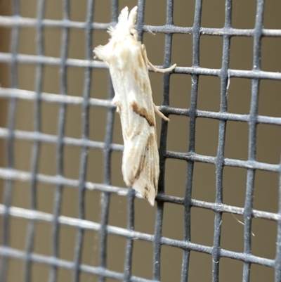 Heliocosma argyroleuca (A tortrix or leafroller moth) at Jerrabomberra, NSW - 24 Feb 2022 by SteveBorkowskis