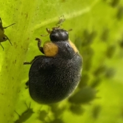 Apolinus lividigaster (Yellow Shouldered Ladybird) at Jerrabomberra, NSW - 24 Feb 2022 by Steve_Bok