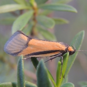 Philobota undescribed species near arabella at Tennent, ACT - 9 Nov 2021