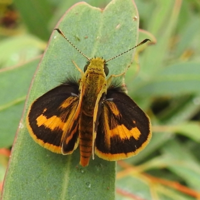 Ocybadistes walkeri (Green Grass-dart) at Kambah, ACT - 24 Feb 2022 by HelenCross